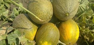 Description of the melon variety Kolkhoznitsa, cultivation features and yield