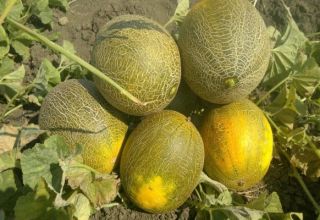 Description of the melon variety Kolkhoznitsa, cultivation features and yield