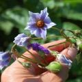 Avez-vous besoin de cueillir des fleurs sur les pommes de terre pendant la floraison pour augmenter les rendements?