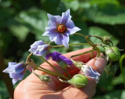 Do you need to pick flowers from potatoes during flowering to increase yields?