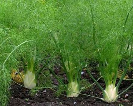 Growing from seeds and caring for fennel in the open field, how to save for the winter and varieties