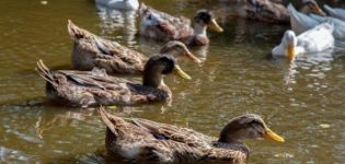 Cómo alimentar a los patitos salvajes en casa, cómo domesticarlos y criarlos.