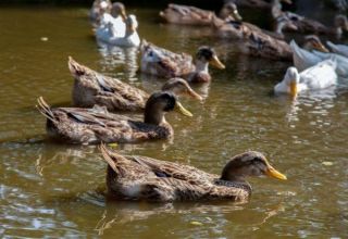 Cómo alimentar a los patitos salvajes en casa, cómo domesticarlos y criarlos.