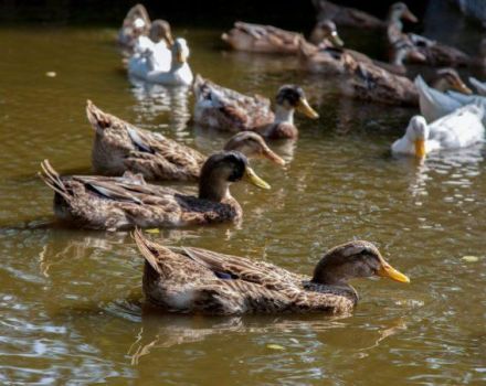 Cómo alimentar a los patitos salvajes en casa, cómo domesticarlos y criarlos.