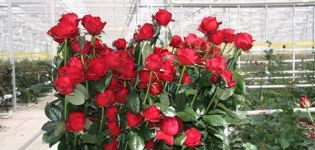 Description of the best varieties of Dutch roses, planting features and pest control