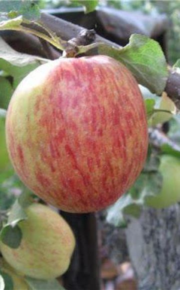 Beschrijving en kenmerken van de Orlovskoe gestreepte appelboom, aanplant en verzorging