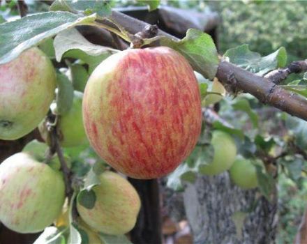 Description and characteristics of the Orlovskoe striped apple tree, planting and care