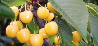 Description and characteristics of the cherry variety Chermashnaya, pollinators and cultivation