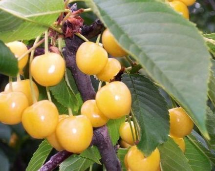 Description and characteristics of the cherry variety Chermashnaya, pollinators and cultivation