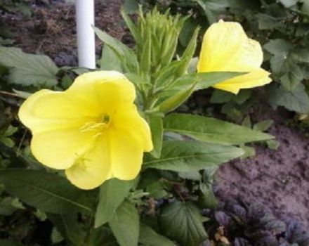 Règles de plantation et d'entretien de l'onagre en plein champ, description des variétés