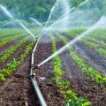 How often and correctly to water zucchini in the open field