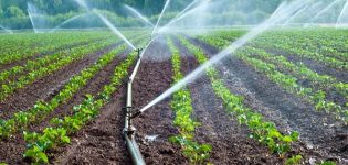 À quelle fréquence et correctement arroser les courgettes en plein champ