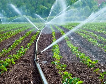 How often and correctly to water zucchini in the open field