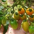 Description de la variété de tomates Cherry Lisa, ses caractéristiques et son rendement