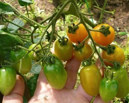 Description of the cherry Lisa tomato variety, its characteristics and productivity