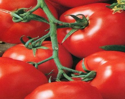 Características y descripción de la variedad de tomate Mars F1, rendimiento