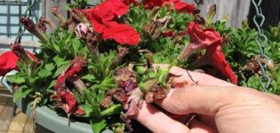 How to properly pinch a petunia to make it lush