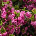 Descripción y características de las mejores variedades y tipos de almendras, plantación y cuidado.