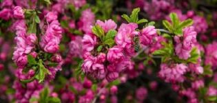 Descripción y características de las mejores variedades y tipos de almendras, plantación y cuidado.