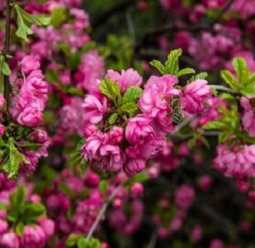 Description and characteristics of the best varieties and types of almonds, planting and care