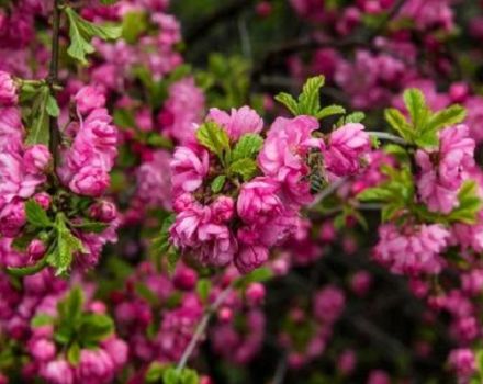 Descripción y características de las mejores variedades y tipos de almendras, plantación y cuidado.