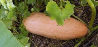 Description of the pumpkin variety Pink banana, features of cultivation and care