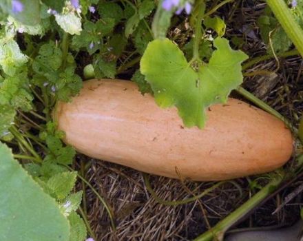 Descripción de la variedad de calabaza Plátano rosa, características de cultivo y cuidado.