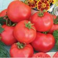 Apa itu tomato standard, varieti terbaik untuk tanah terbuka dan rumah hijau