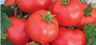 Apa itu tomato standard, varieti terbaik untuk tanah terbuka dan rumah hijau