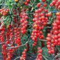 Characteristics and description of the Rapunzel tomato variety, its yield