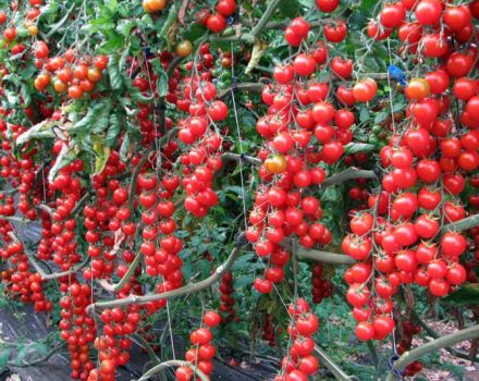 Características y descripción de la variedad de tomate Rapunzel, su rendimiento.