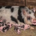 How much a pregnant pig walks and what the timing depends on, how to determine