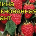 Description and characteristics of the Atlant raspberry variety, planting and reproduction