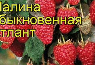 Description and characteristics of the Atlant raspberry variety, planting and reproduction