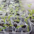 Plantación y consejos para cultivar tomates según el método Galina Kizima.