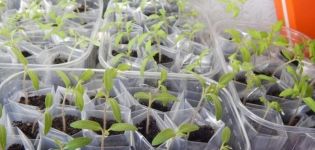 Plantación y consejos para cultivar tomates según el método Galina Kizima.