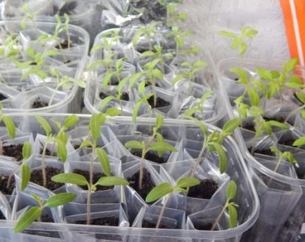 Plantación y consejos para cultivar tomates según el método Galina Kizima.