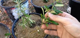 Ways and methods of breeding sea buckthorn at home