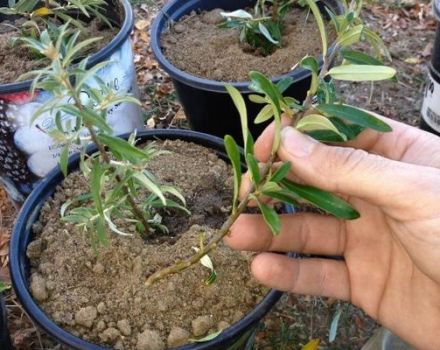 Ways and methods of breeding sea buckthorn at home