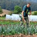 When do you need to harvest onions in 2020 according to the lunar calendar for storage?