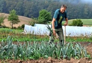 When do you need to harvest onions in 2020 according to the lunar calendar for storage?