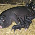 Signs and assistance for farrowing Vietnamese pigs for the first time at home