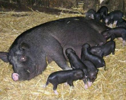 Pirmą kartą naminių kiaulių paršelių požymiai ir pagalba namuose