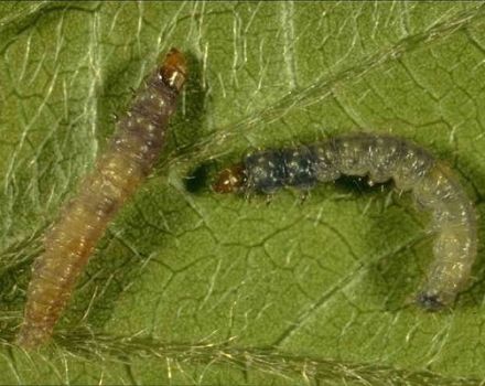 Methods of dealing with grape leafworm on grapes with chemical and folk remedies