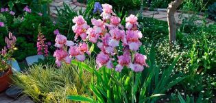 What flowers in the flower bed are irises combined with, what to plant next