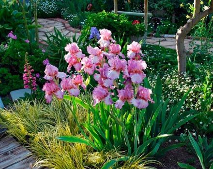 What flowers in the flower bed are irises combined with, what to plant next