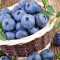 Cara terbaik untuk memastikan blueberry segar untuk musim sejuk di rumah