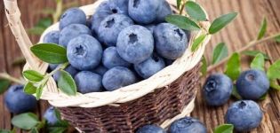 How best to keep blueberries fresh for the winter at home