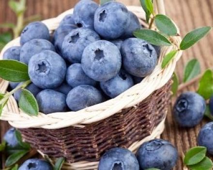 Cara terbaik untuk memastikan blueberry segar untuk musim sejuk di rumah