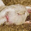 Causas, síntomas y tratamiento de enfermedades de las gallinas ponedoras en casa.